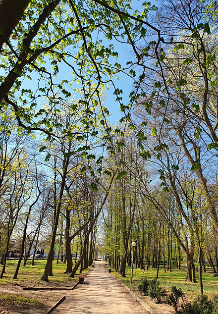 Park w Słupcy