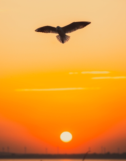 Posłuchaj ptasich historii między morzem a zatoką